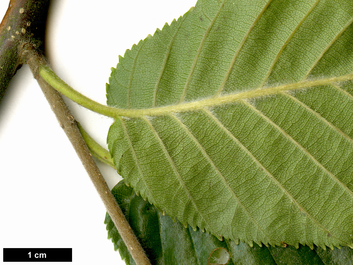 High resolution image: Family: Betulaceae - Genus: Betula - Taxon: utilis - SpeciesSub: subsp. utilis
